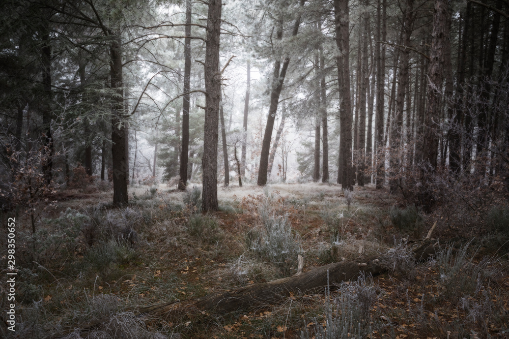 Icy forest at morning in winter Icy forest at morning in winter