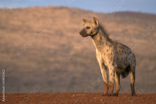 Alert Spotted Hyena