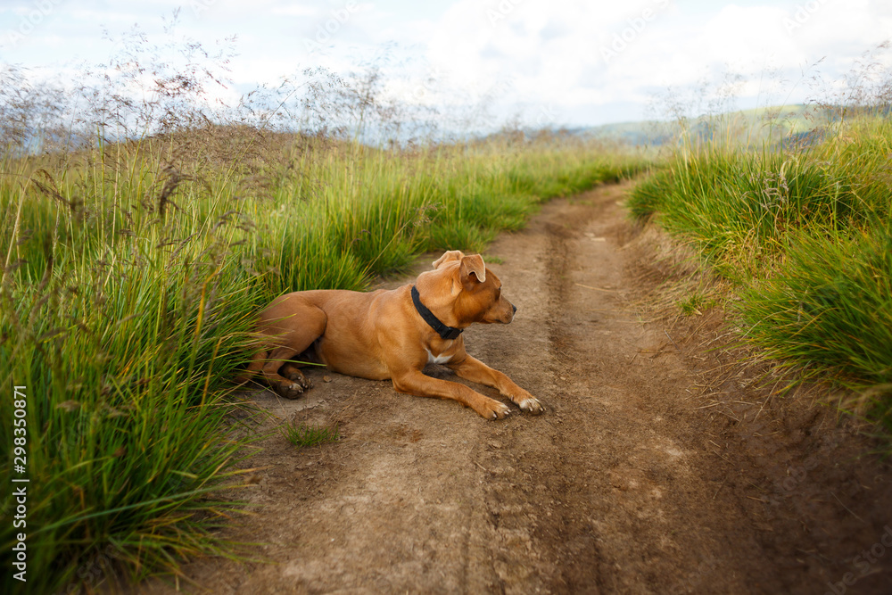 Red-haired dog with a black collar lying on the road Red-haired dog with a black collar lying on the road