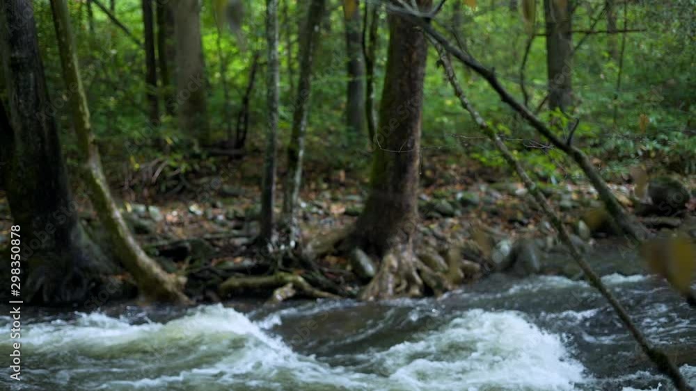 Tilt down Slow motion of cold fresh water in natural stream located in dark moody forest around boulders and rocks with shallow depth of field Tilt down Slow motion of cold fresh water in natural stream located in dark moody forest around boulders and rocks with shallow depth of field