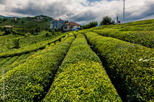 Tea Gardens Of Rize photo