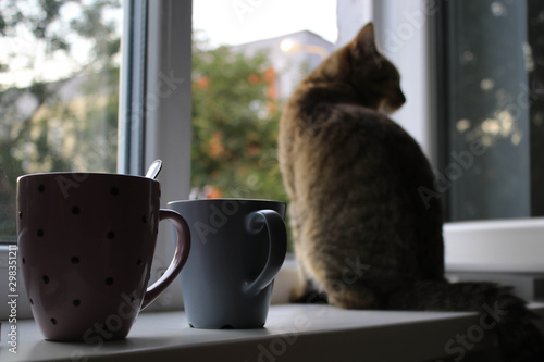 Photo of cat on window background