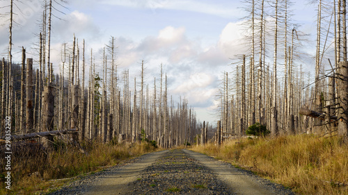 Fototapeta Naklejka Na Ścianę i Meble -  Road through a forest of dead trees. Forest dieback in the Harz National Park, Saxony-Anhalt, Germany, Europe. Dying spruce trees, drought and bark beetle infestation, autumn of 2019.