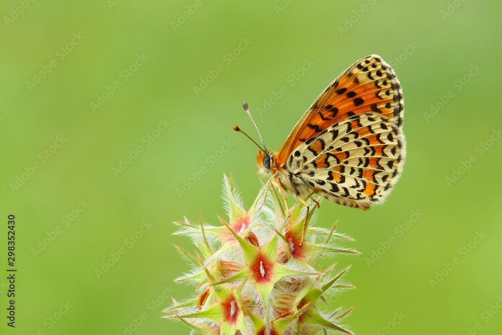 Obraz premium Melitaea trivia 687