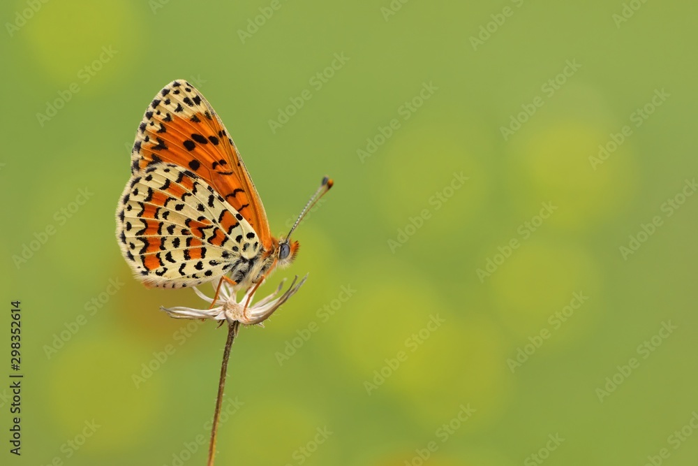 Obraz premium Melitaea trivia 683