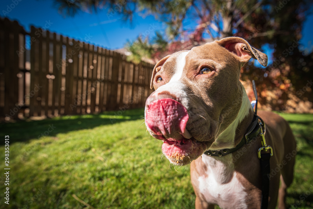 portrait of dog