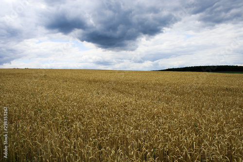 Wheat field on sky background