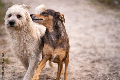 Dogs play in the sand on the beach near the water.