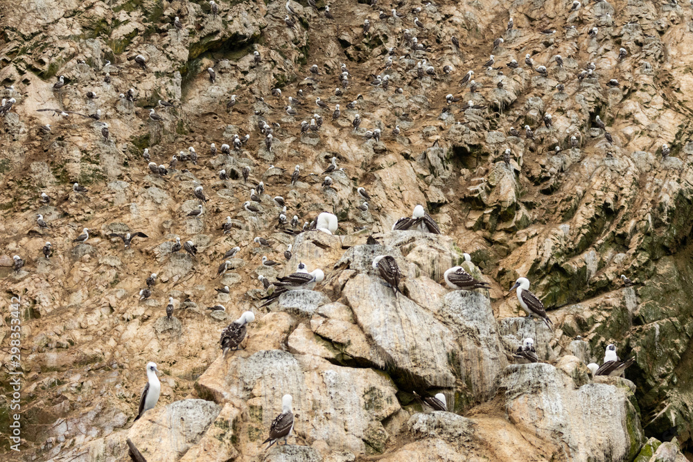 Sea birds on the Ballestas Islands in southern Peru South America