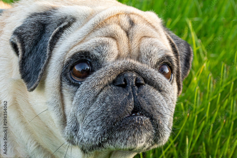 Sad Dog Pug. Pug with a surprised look. dog on a background of green grass. Sad Dog Pug. Pug with a surprised look. dog on a background of green grass.