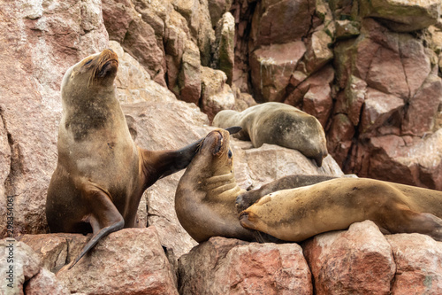 Sea lions resting in the rock Ballestas Islands in the southern coast of Peru