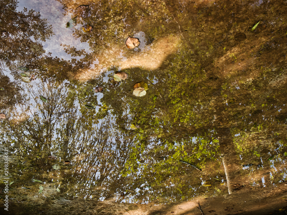 Obraz premium Reflejo de un árbol en el agua en otoño
