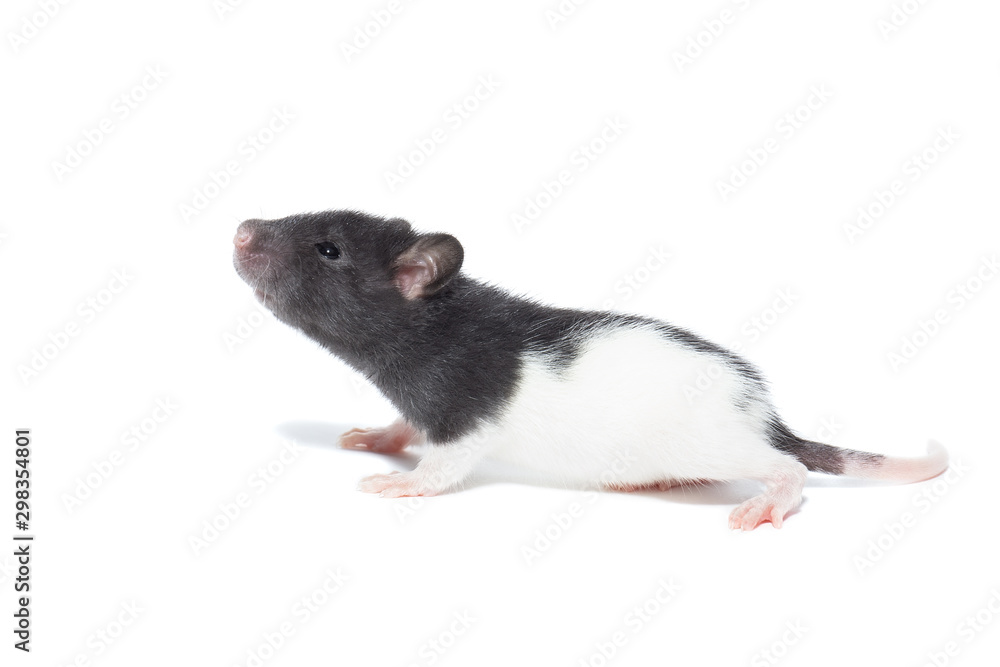 rat on white background