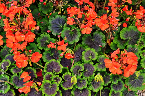 Red geraniums in a summer garden. photo