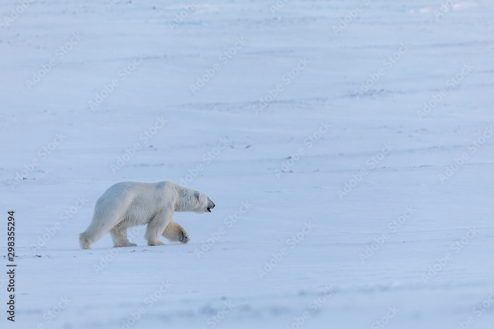 polar bear walking on snow close to the frozen Billefjorden in Svalbard polar bear walking on snow close to the frozen Billefjorden in Svalbard