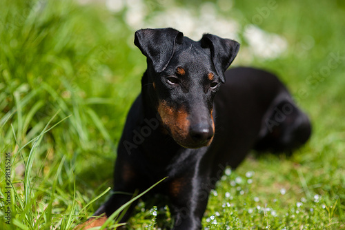 Slika na platnu Manchester-Terrier