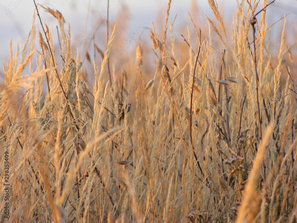 Fototapeta premium Sunset at Syvash lake