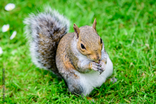 One squirrel eating an almond on green grass in a summer day in Hyde Park in London, United Kingdom