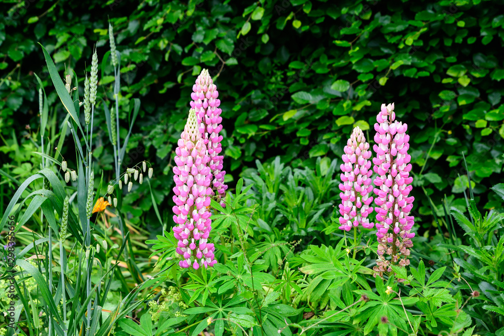 Glose up of pink flowers of Lupinus, commonly known as lupin or lupine, in full bloom and green grass in a sunny spring garden in Scotland, United Kingdom Glose up of pink flowers of Lupinus, commonly known as lupin or lupine, in full bloom and green grass in a sunny spring garden in Scotland, United Kingdom