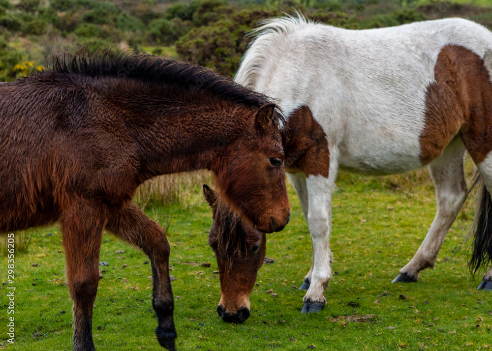 Foal grazing with her mother on the moor Foal grazing with her mother on the moor