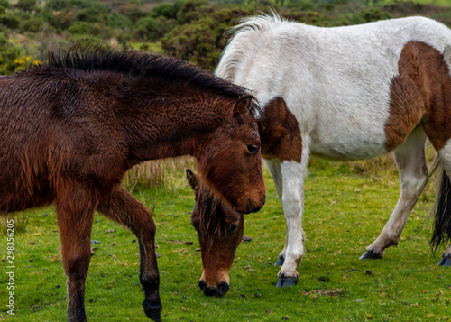 Foal grazing with her mother on the moor © Paul