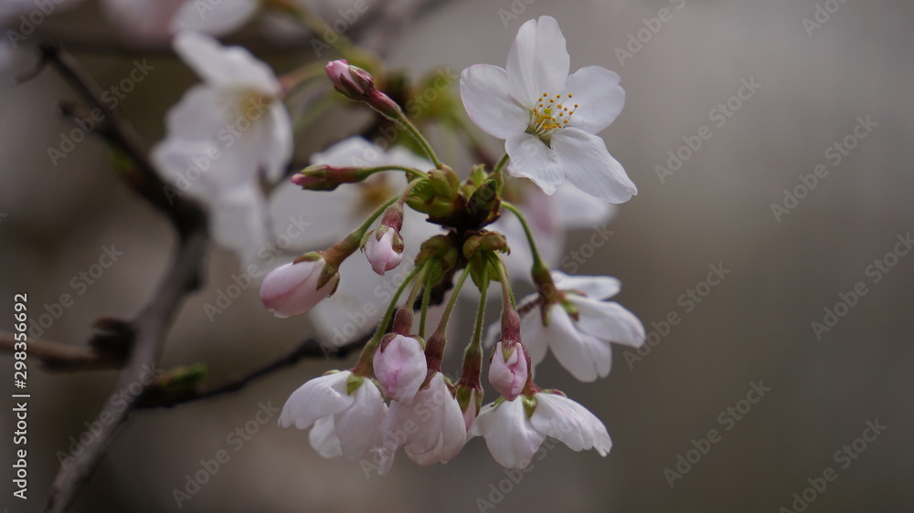 Obraz premium Cherry tree blossom