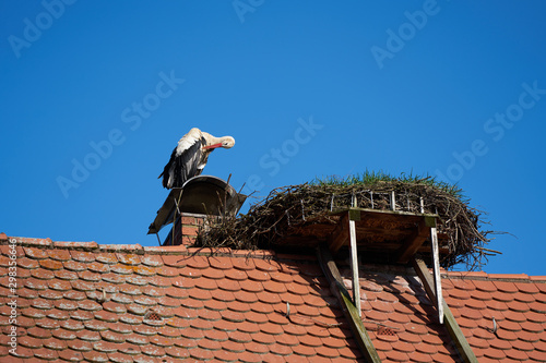 A white stork in the nest