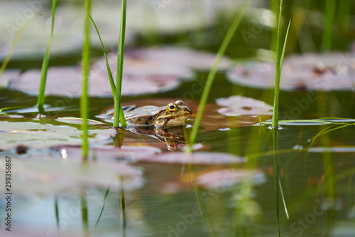 Photos A frog in a pond