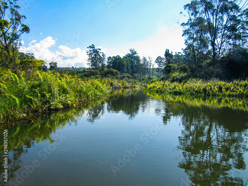 Green natural habitat at Tsiribihina river in Madagascar