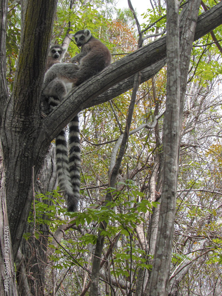 Obraz premium Ring-tailed lemur sitting on between tree branches at rainforest in Madagascar