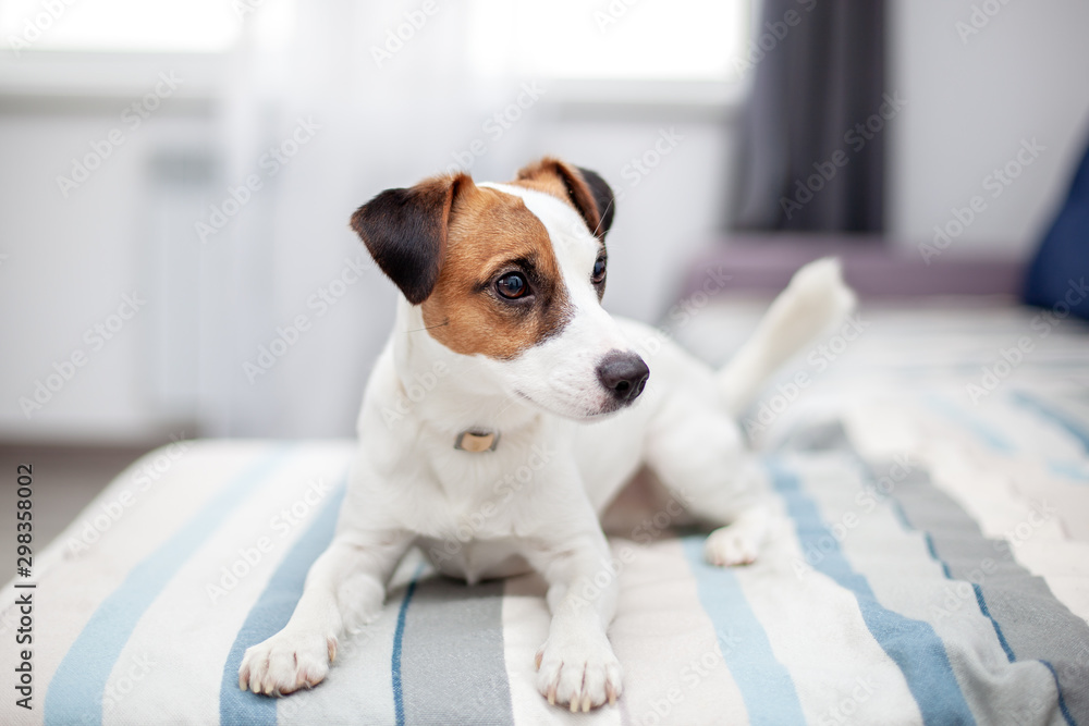 Purebred Jack Russell Terrier dog lying at home on couch. Happy dog ​​is  resting