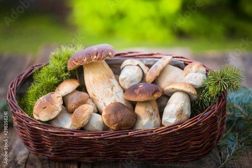 Mushrooms in the basket. Raw Wild Mushrooms boletus. Composition with wild mushrooms
