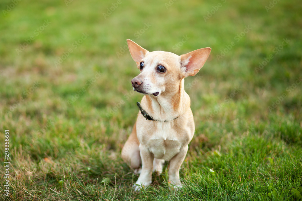 Chihuahua dog is sitting in grass on an autumn day. doggy on nature in park. Chihuahua walks in forest. dog is a friend for children and family. Red-haired little dog for a walk in park. Pets concept