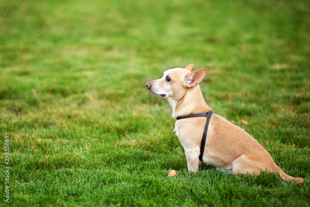 Lonely dog sitting in public park waiting for his owners to come back. Homeless mongrel. chihuahua dog on a walk in park autumn day. concept of pets. Walk with dog. dog is waiting for owner on street Lonely dog sitting in public park waiting for his owners to come back. Homeless mongrel. chihuahua dog on a walk in park autumn day. concept of pets. Walk with dog. dog is waiting for owner on street