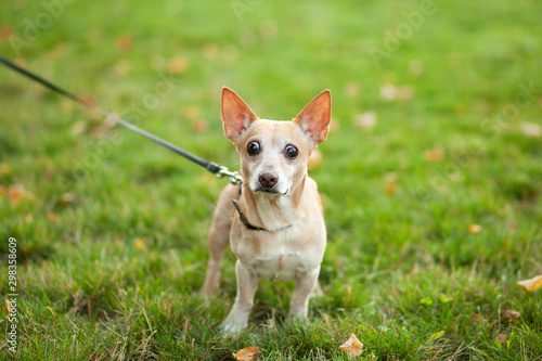 Red-haired dog Chihuahua walks in a public park in fall on leash. Smooth chihuahua dog on a walk. Walk with dog. A dog with very big eyes is very surprised, scared and shocked. concept of pets. phobia