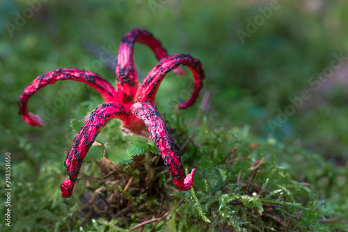 clathrus archeri, also known as octopus stinkhorn mushroom photo