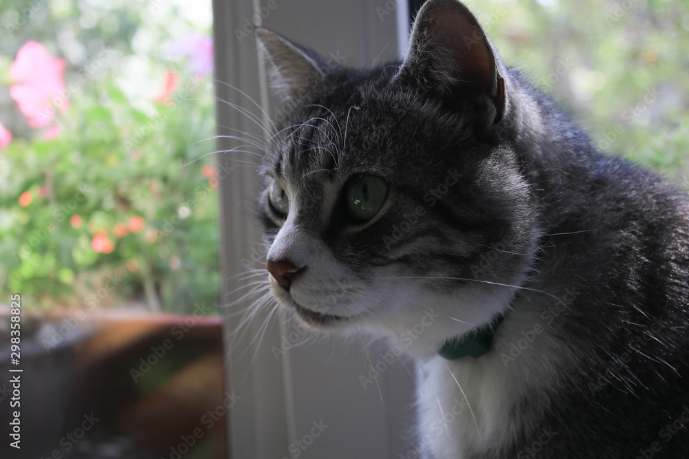 Closeup portrait of gray cat