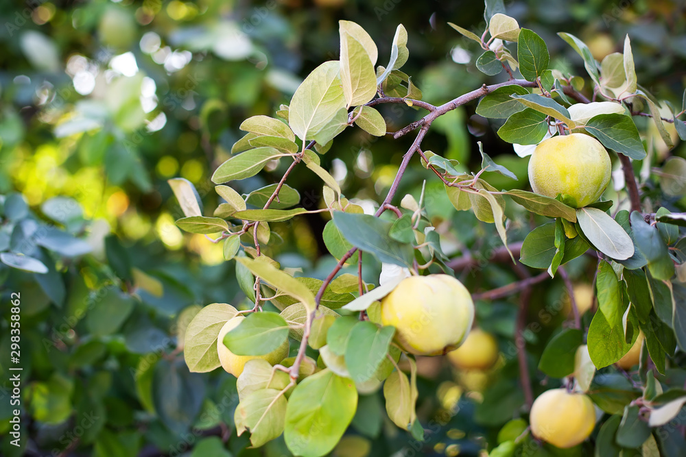 Harvest concept. Quince Cydonia oblonga. Ripe fruit quinces on tree. Quince closeup. Organic natural quince apples on tree for autumn. Vitamins, vegetarianism, fruits. Growing organic fruits on farm