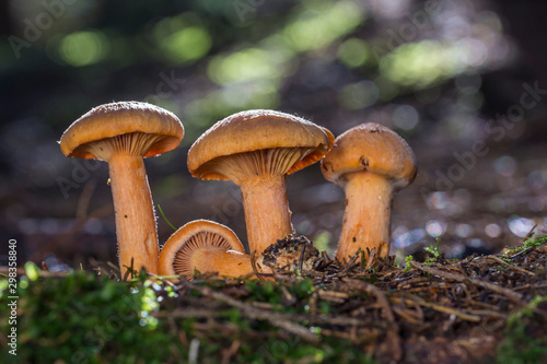 Mushroom (Chroogomphus helveticus) close up