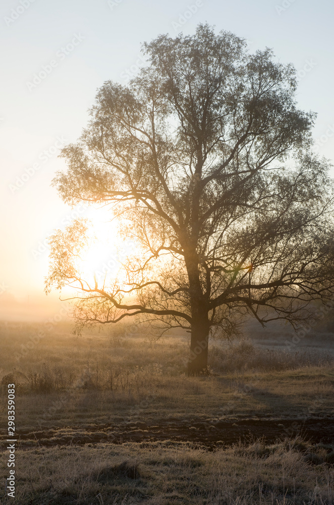 autumn dawn in the early morning, sunlight through the crown of a tree, the beginning of a new day