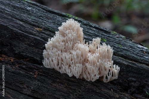 upright coral, Ramaria stricta photo