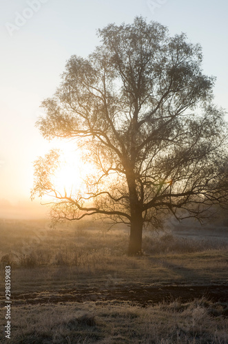 autumn dawn in the early morning, sunlight through the crown of a tree, the beginning of a new day
