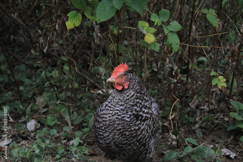 The chicken walks among the plants