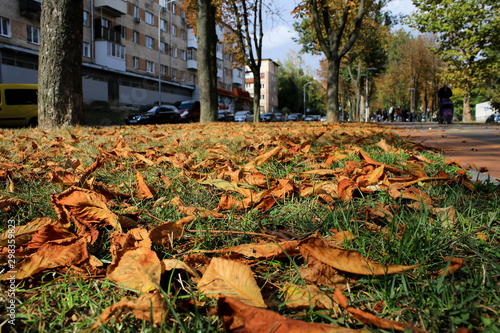 Dry autumn leaves on the grass