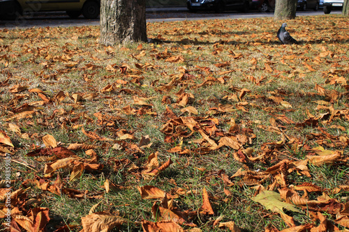 Dry autumn leaves on the grass
