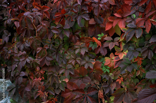 Beautiful red autumn leaves. It is autumn