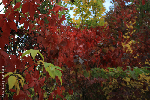 Beautiful red autumn leaves. It is autumn