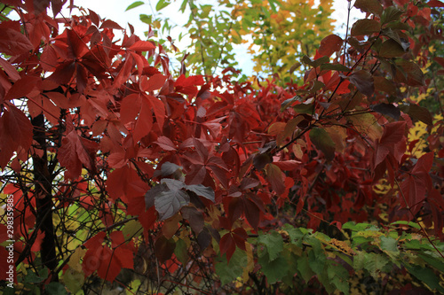 Beautiful red autumn leaves. It is autumn
