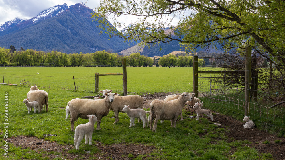 Farm animals sheep and lambs on green grass by mountains