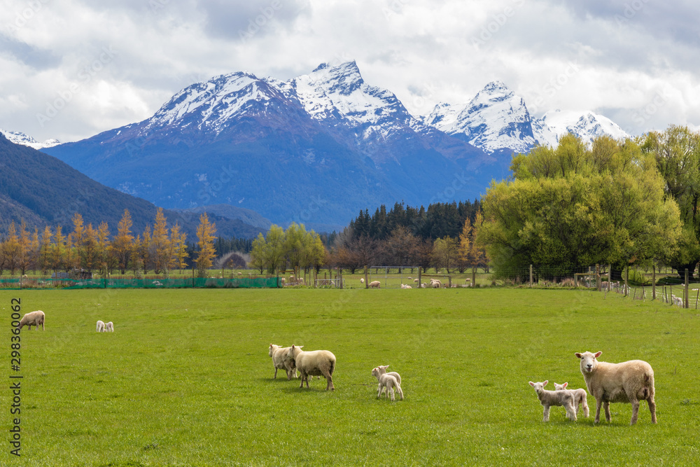 Farm animals sheep and lambs on green grass, New Zealand